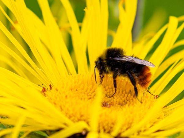 World Bee Day: Planting for Pollinators Walk and Talk
