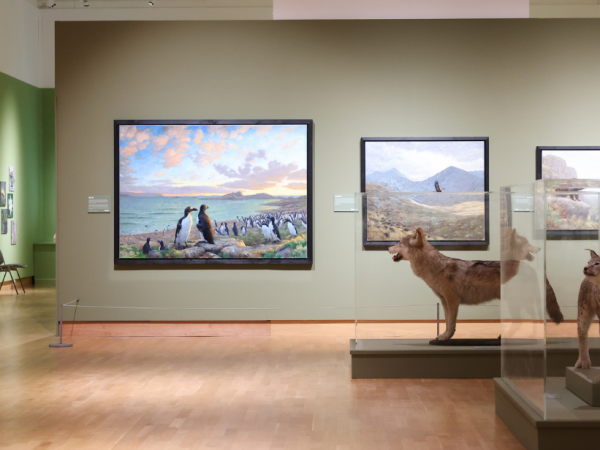 Donations-Wild Ireland-Ulster Museum
