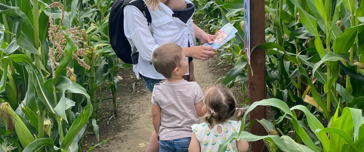 Maize Maze Frome