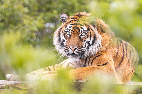 Buy Sumatran Tiger Adoption Tickets Online - The Big Cat Sanctuary