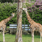 knowsley safari park virgin experience