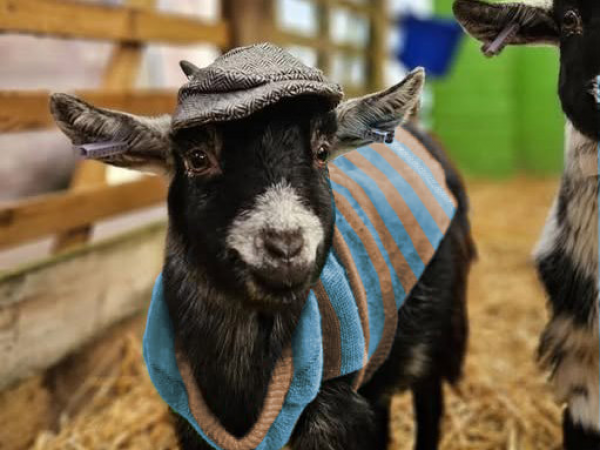 Farm Academy  includes all day Farm Admission 23rd -31st May