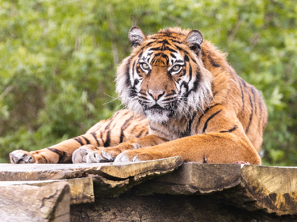 Tiger Adoption