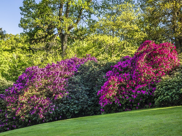 DAY TICKET TO BOWOOD WOODLAND GARDEN