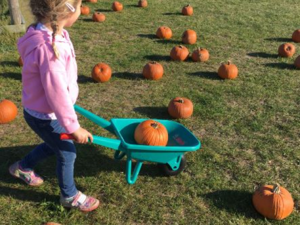 Half Term Pumpkin Week Admissions Mon-Fri 2023