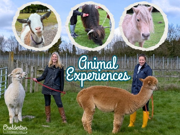 Animal Experiences - Highland Cow, Alpaca, Ponies, Goats and more in Wiltshire