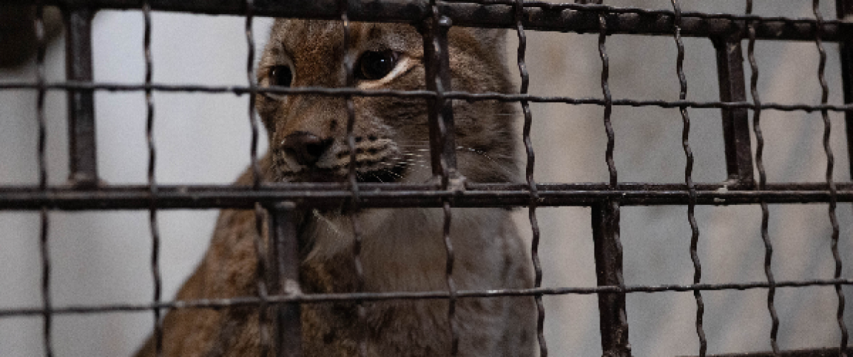 Donate to Cats in Crisis