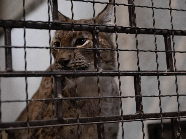 Donate to Cats in Crisis