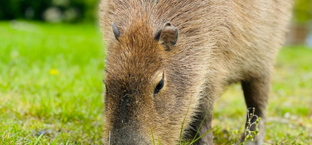 Capybara Experience