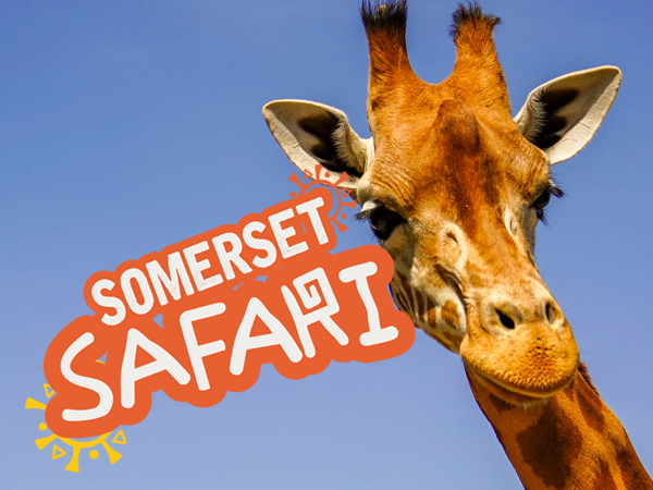 Somerset safari logo on a giraffe photo
