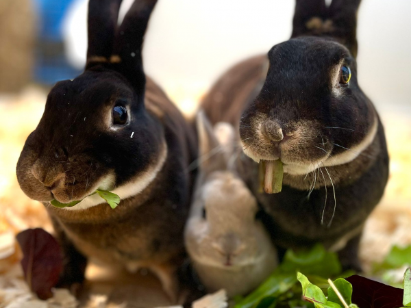 Meet The Farm Animals