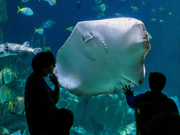 Home Education at the National Marine Aquarium