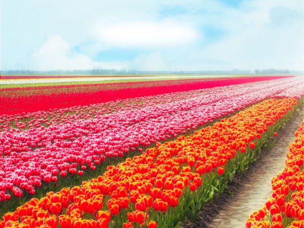 Tulip Field