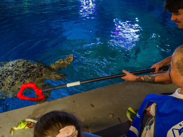 Feed the Turtle at The Aquarium Gift Vouchers