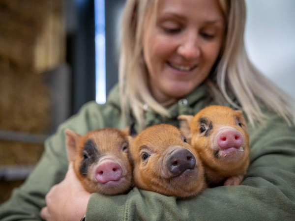 Farm Academy & Pig Snuggling. Includes all day Farm Admission 23rd -31st May