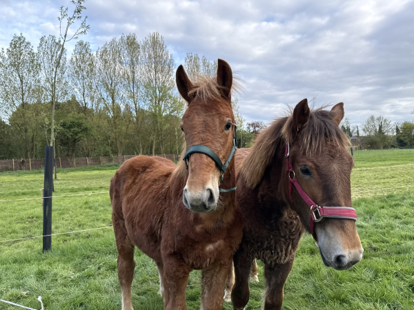 Suffolk Punch Meet and Greet
