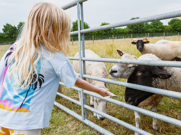 Summer Saver Admission 2026: Including Access To The Farm, Soft Play & Falconry Area