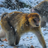 Winter Walks With Monkeys!