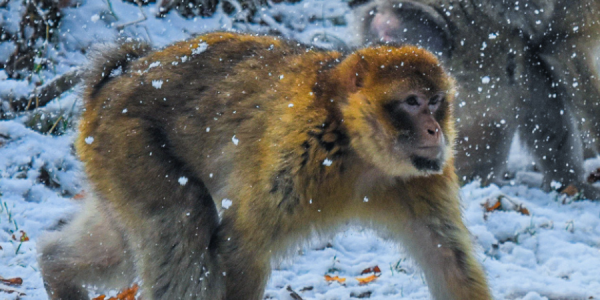Winter Walks With Monkeys!
