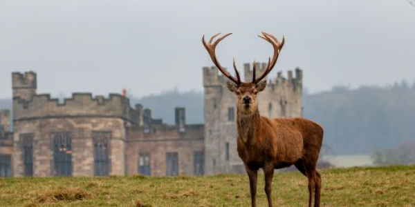 Deer Park Safari