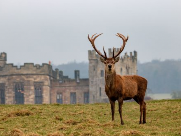 Deer Park Safari