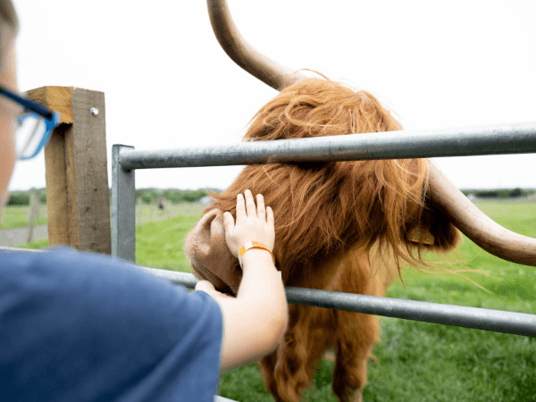 Animal Experiences