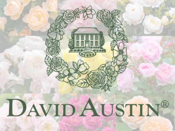 All Things Roses with David Austin Specialist Andy Rollings