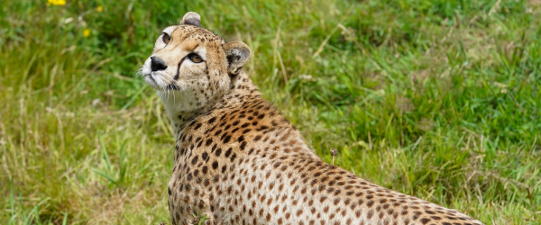 Buy Cheetah Adoption Tickets online - Dartmoor Zoo