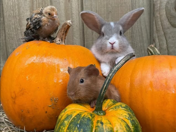 Pumpkin Picking