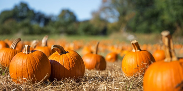 Pumpkin Picking