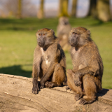 knowsley safari park virgin experience