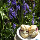 Bluebell Cream Tea at Poulton Wood in Aldington 2024