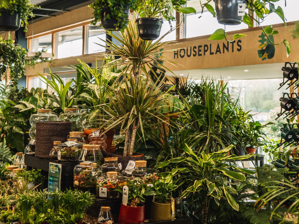 Personal Houseplant Advice Sessions