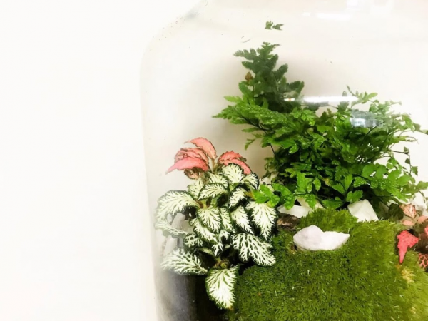 Terrarium Workshop at Barton Grange