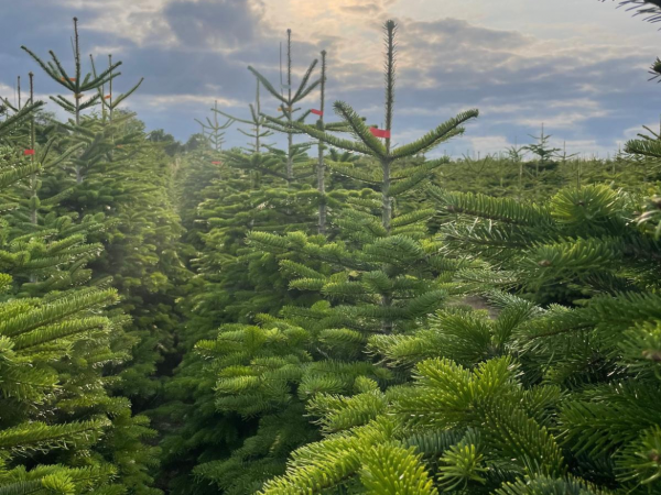 Tree Tagging Tickets for Trees up to 8' Tall