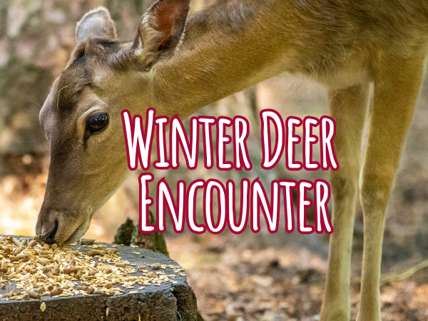 Winter Deer Encounters at NFWP 2024