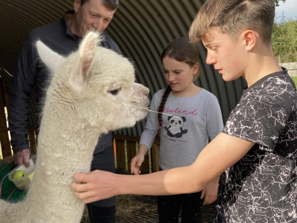 Alpaca Meet and Greet