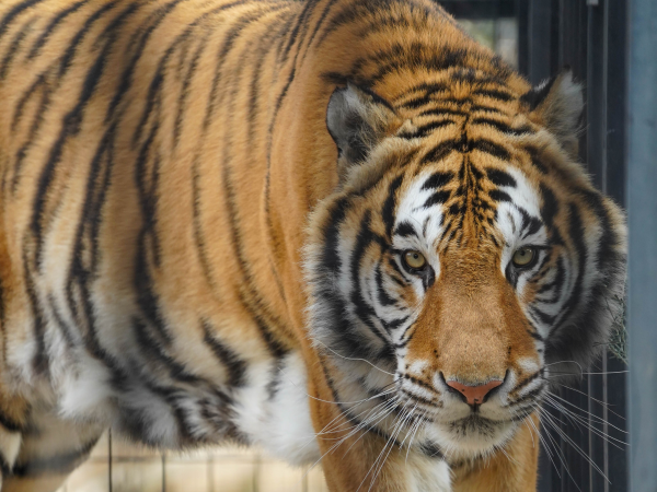 Rescue Tiger Appeal