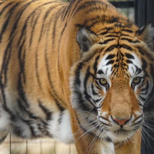 Rescue Tiger Appeal