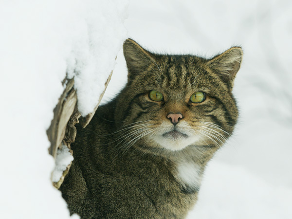 Wildcat in Snow