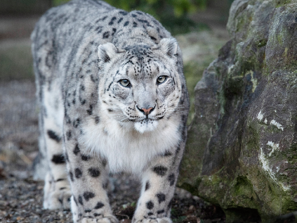 Snow Leopard Adoption