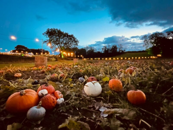 Late Night Pumpkin Picking & Carving