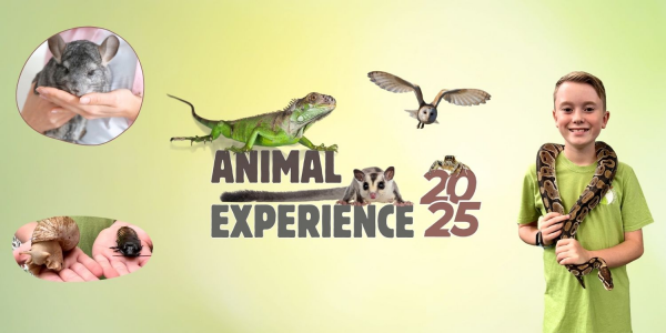 Animal Experience