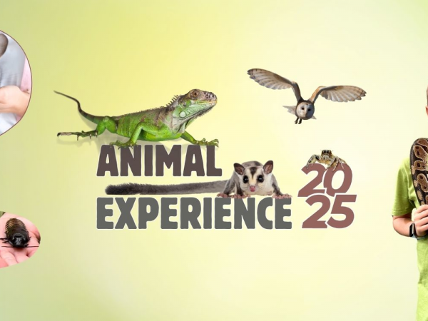 Animal Experience