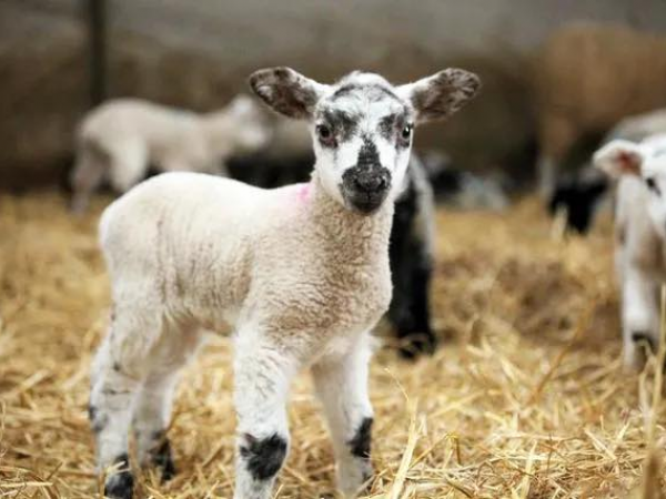 Lambing Live Farm Admission 14th Feb - 1st March