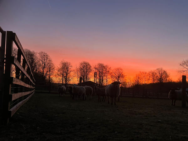 Evenings at the Farm
