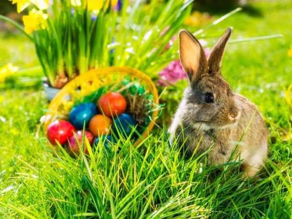 Easter Bunny Trail 2023