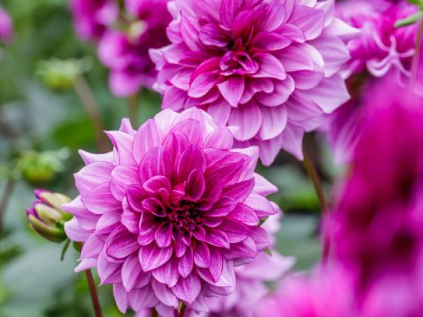Dahlia Talks