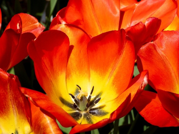 National Garden Scheme Open Day