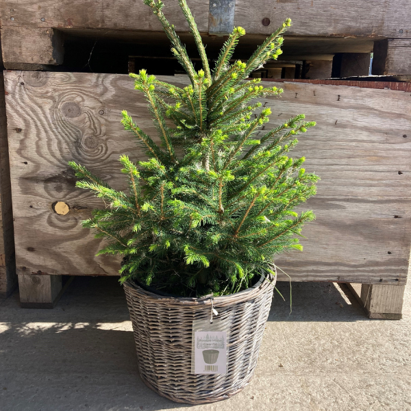 Buy Rent Your Own Christmas Tree Tickets online Lathcoats Farm